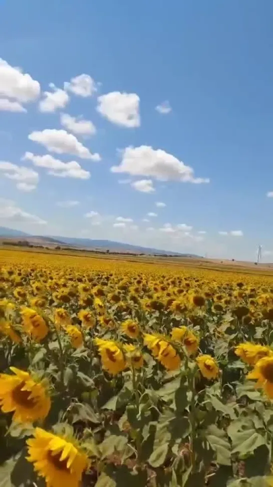 Крутая вечеринка подсолнухов выглядит именно так! 🌻😎