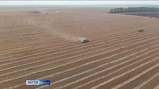 Больше двух миллионов тонн зерна намолотили алтайские аграрии.