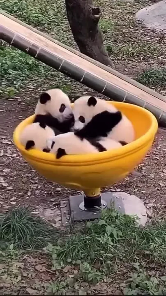 панды / pandas