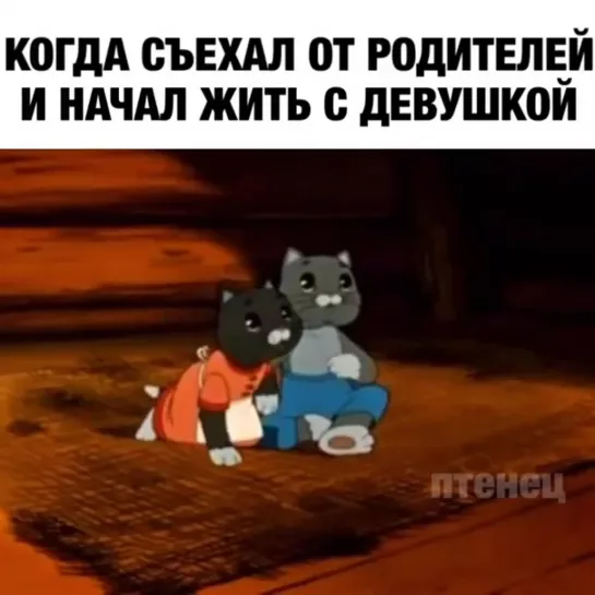 Тетя, тетя кошка...выгляни в окошко😅😂