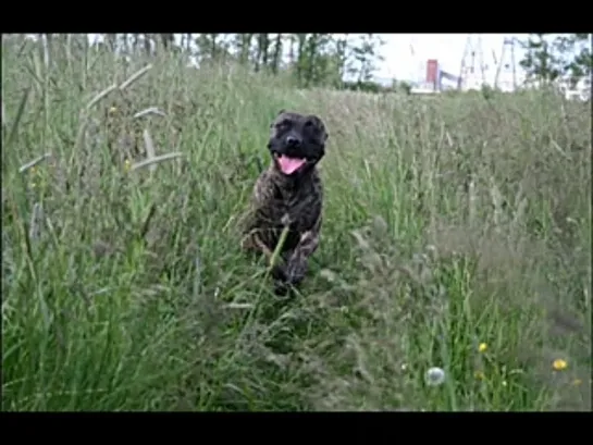 Amstaff and Pitbull