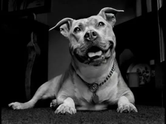 PIT BUll