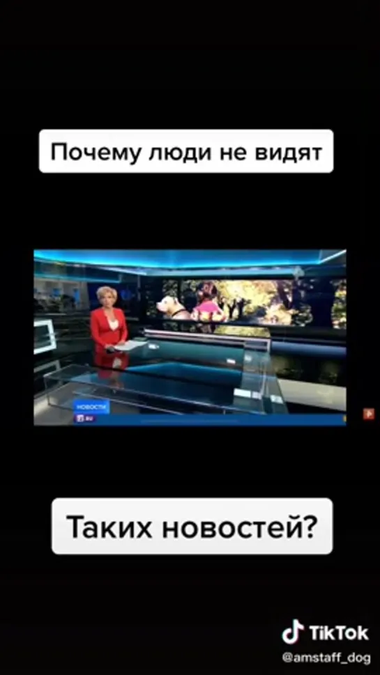 Питбуль стафф ребенок человек и это не бойцовские собаки Почему об этом не пишут в газетах?  О спасенных жизнях и преданных соба