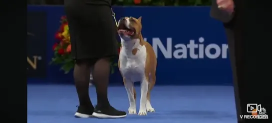 Амстафф National Dog Show 2023: 18-19 ноября Terrier Group (Full Judging) | NBC Sports Американский выставках собак