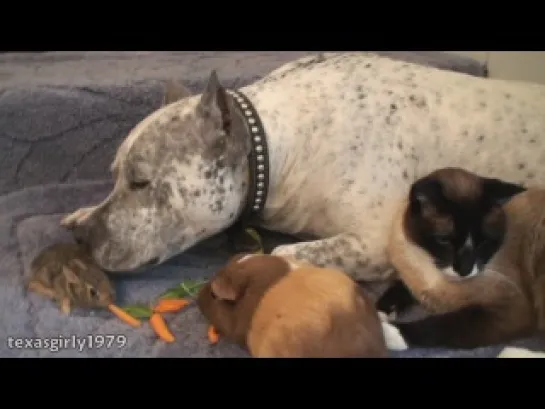 Amazing interspecies FRiENDS- Cat, rabbit, guinea pig and dog pit bull SHARKY.