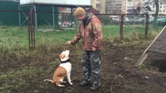 Дрессировка амстаффа. Школа дрессировки собак АРТДОГ.