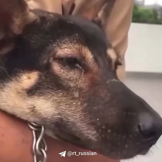 Un perro derramó una lágrima al reencontrarse con su dueño tras un tifón en Vietnam. Los medios locales informaron de que el ani