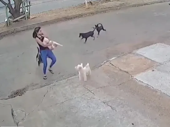 Una joven protegió heroicamente a su can de los perros callejeros en Brasil