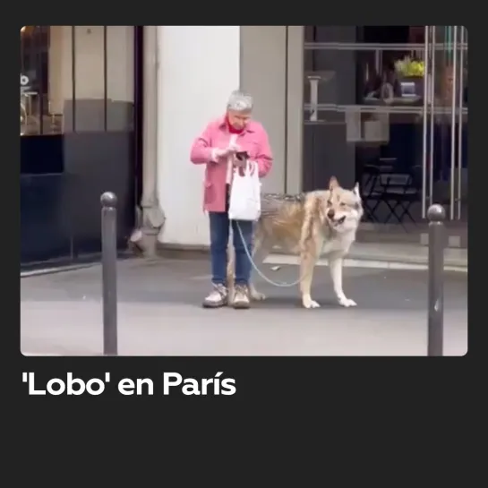 Una mujer pasea a un ‘lobo’ como mascota por las calles de París