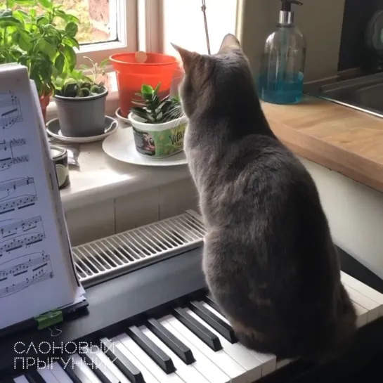 Sitting cat creates suspenseful scene