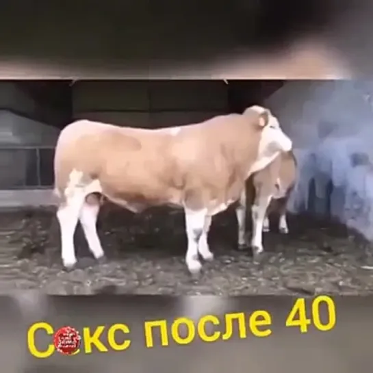 Скс после 40! ))