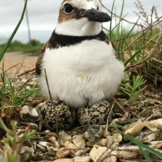 Зуёк Вильсона (Charadrius wilsonia) или Вильсонова ржанка, высиживает свои яйца