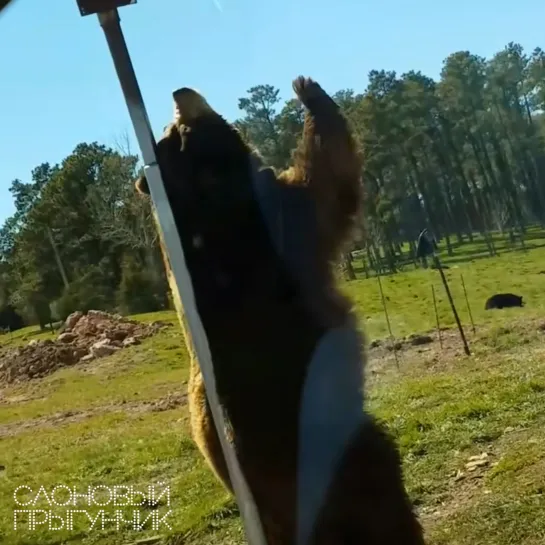 Видео от Слоновый прыгунчик