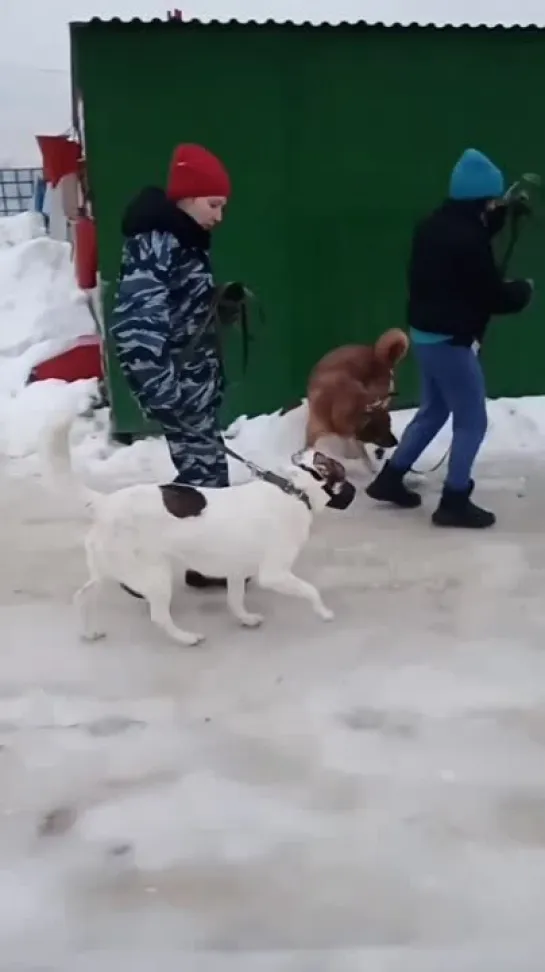 ✨Сегодня Олли и Чесс только грустно машут лапкой из клетки, гулять с ними могут только опытные волонтеры, знающие специфику пове