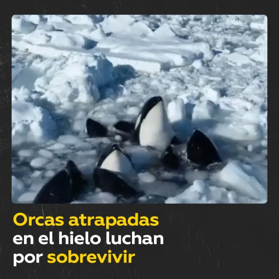 Orcas atrapadas en el hielo luchan por sobrevivir y el tiempo juega en contra