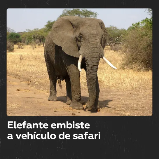 Un elefante atacó a un grupo de turistas provocando la muerte de una anciana