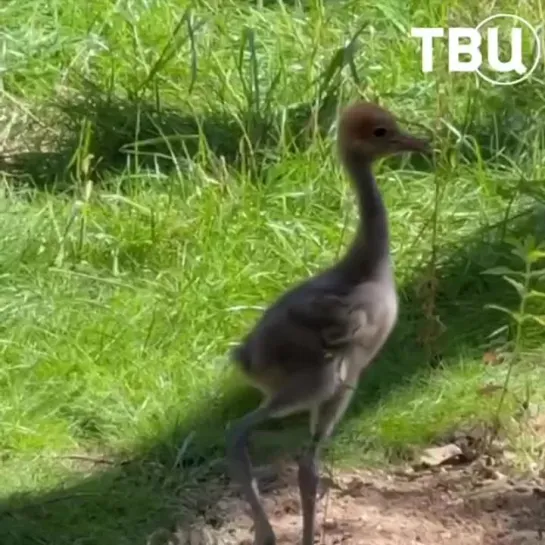 🐣 В семье райских красавок Московского зоопарка пополнение!