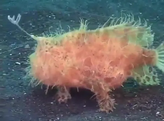 Глубоководное Существо: Таитийская бородавчатая рыба-клоун (Hairy frogfish), или волосатая полосатая лягушка