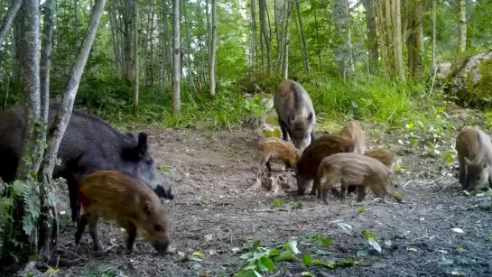 Дикие свиньи позируют перед камерой