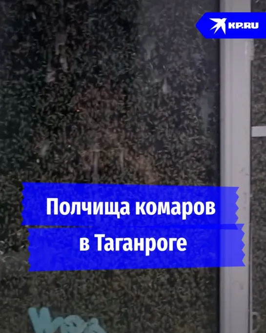 Полчища комаров в Таганроге