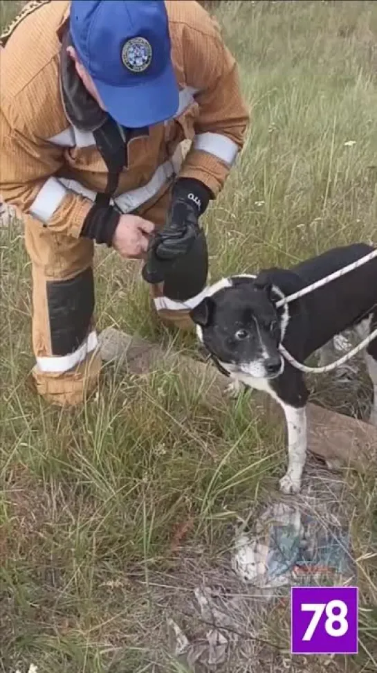 Спасение собаки в Лодейном Поле