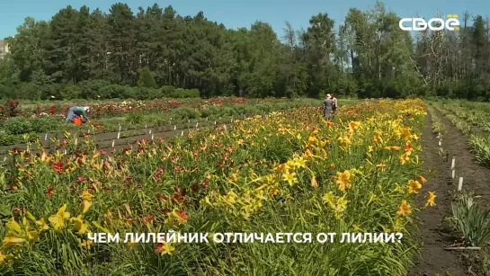 Время расти ввысь и вширь. Как получить господдержку на развитие рогатого бизнеса? 🐮