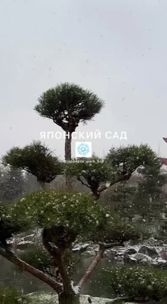 Чудо в Японском саду ❄️ Дождались!