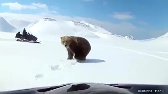 Смогли уйти мужики от такой охоты..