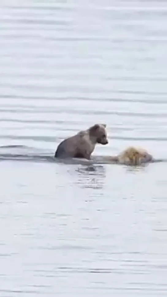 Медведи ! Встреча на реке...