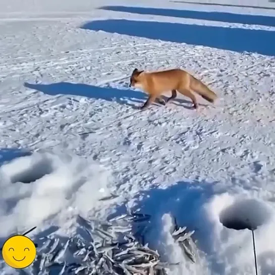 Плутовка рыжая...😄