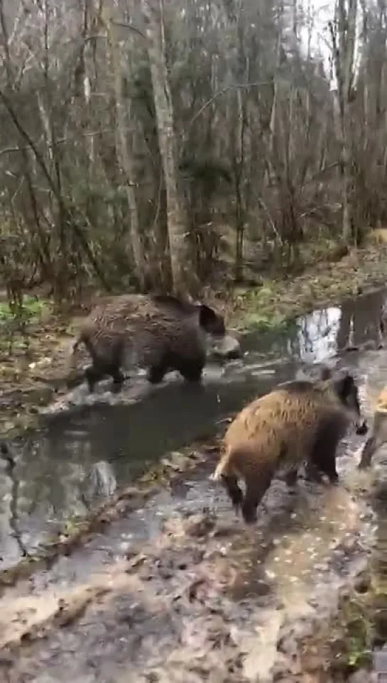 Обед у них,после обеда опять начнут