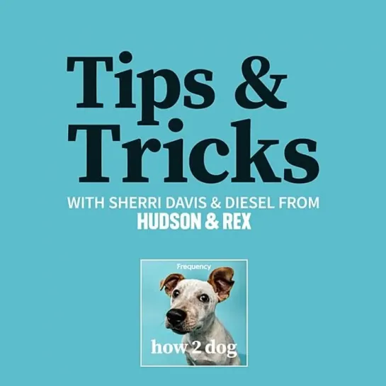 #How2Dog - Tips & Trick with Sherri Davis Ep2 (ENG)