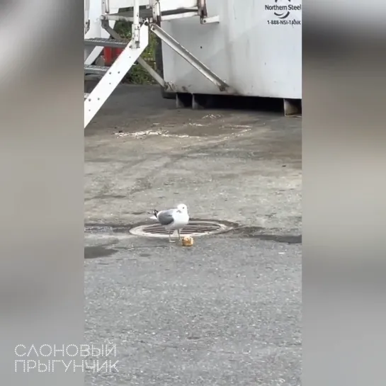 jerk seagull steals prized snack from friend