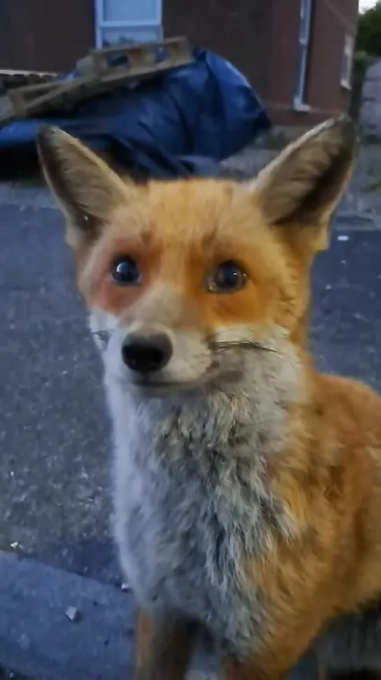 Cute Fox