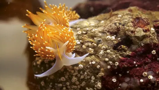 This Adorable Sea Slug is a Sneaky Little Thief _ Deep Look