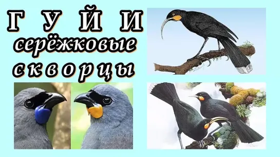 ГУЙИ - Серёжковые скворцы