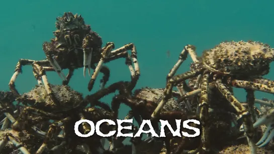 Crab migration (Oceans, 2009)