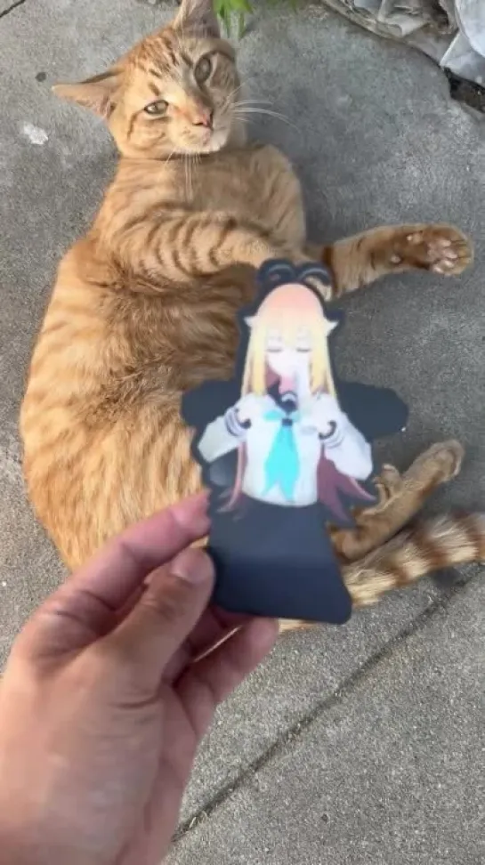 nokotan sticker for cat