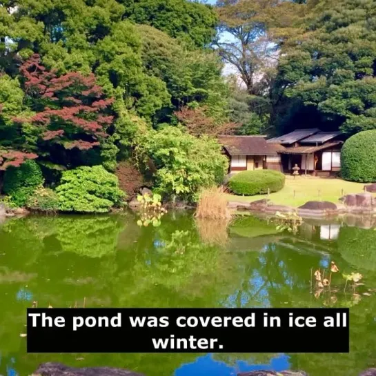 Английские слова с примерами: swamp, pond и waterfall