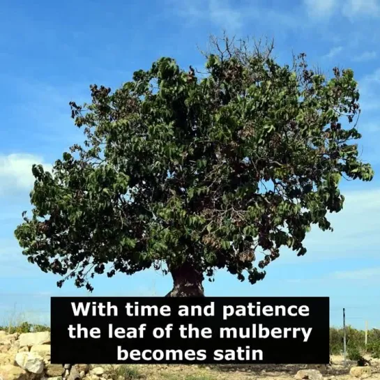 Английские пословицы: With time and patience the leaf of the mulberry becomes satin