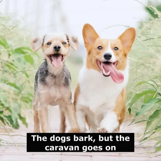 Английские пословицы: The dogs bark, but the caravan goes on