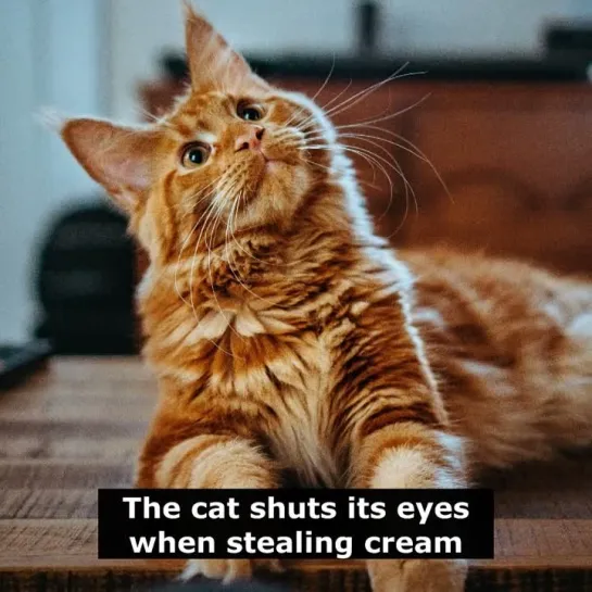 Английские пословицы: The cat shuts its eyes when stealing cream