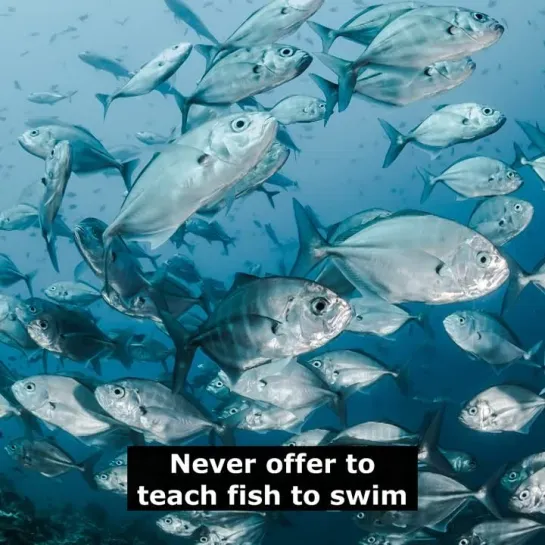 Английские пословицы: Never offer to teach fish to swim