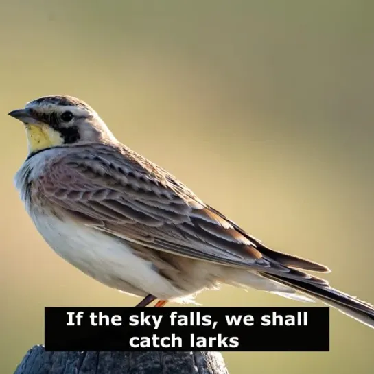 Английские пословицы: If the sky falls, we shall catch larks