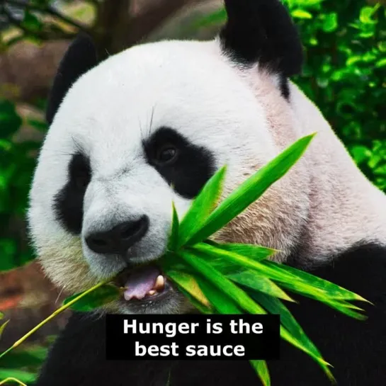 Английские пословицы: Hunger is the best sauce