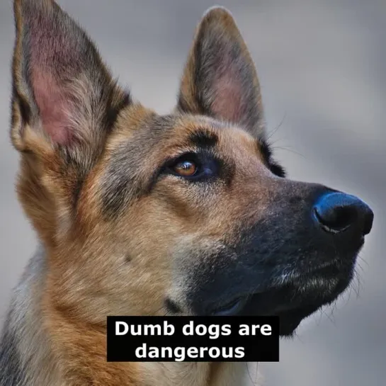 Английские пословицы: Dumb dogs are dangerous