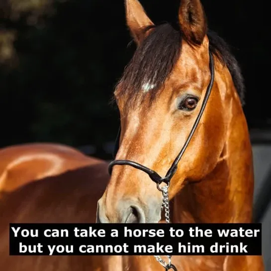 Английские пословицы: You can take a horse to the water but you cannot make him drink