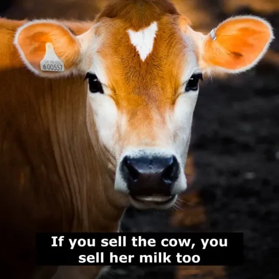 Английские пословицы: If you sell the cow, you sell her milk too