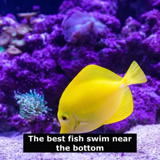 Английские пословицы: The best fish swim near the bottom