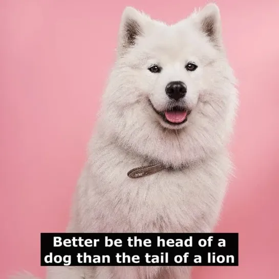 Английские пословицы: Better be the head of a dog than the tail of a lion